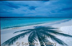 Shadow of a Palm Tree by Barbara Schilling 